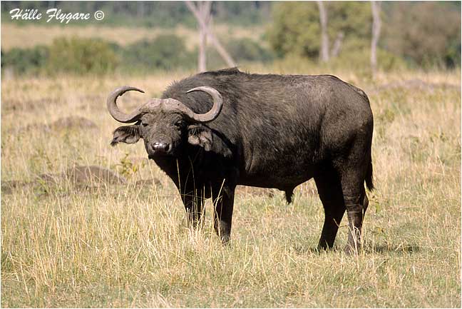 Cape Buffalo by Halle Flygare &copy;