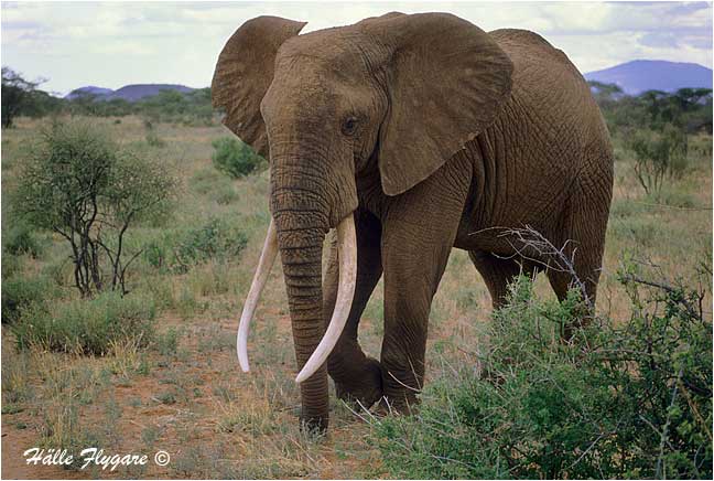 Elephant by Halle Flygare &copy;