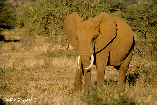 Elephant by Halle Flygare &copy;