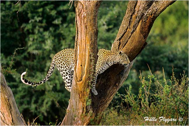 Leopard by Halle Flygare &copy;