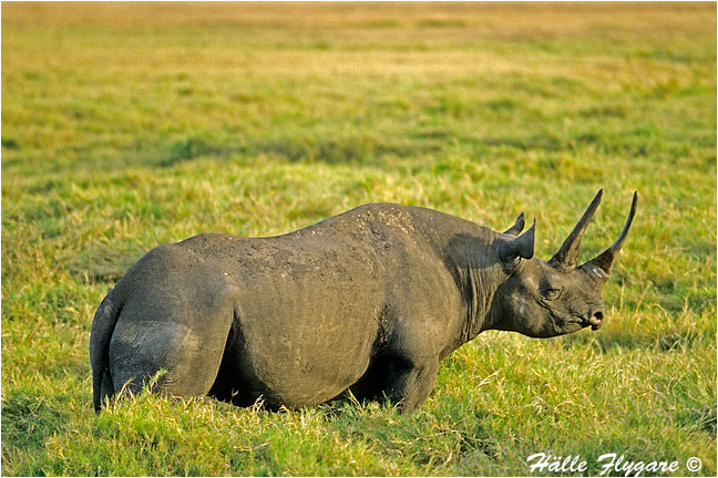 Rhino by Halle Flygare &copy;