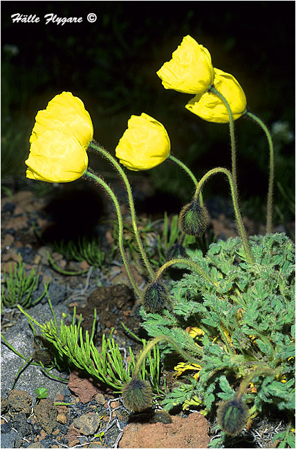 Alaska Poppy "Papaver alaskanum"  photography by H&auml;lle Flygare