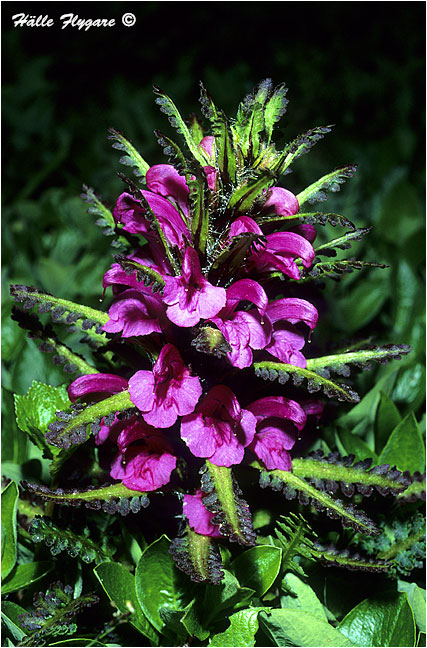 Whorled Lousewort "Pedicularis verticillata"  photography by H&auml;lle Flygare