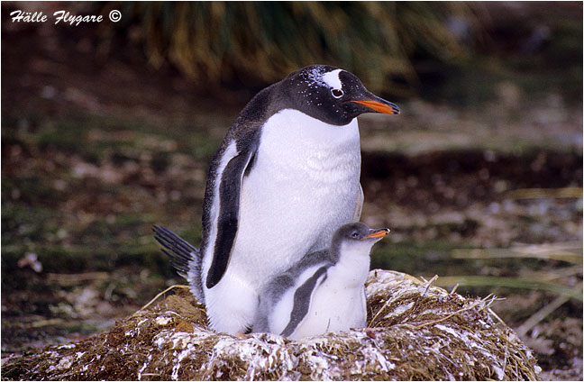 Gentoo Penguin and Chick "Pygoscelis papua"  photography by H&auml;lle Flygare