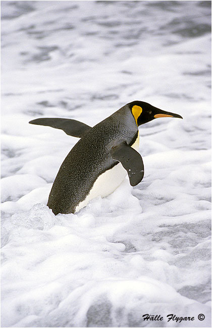 King Penguin - Surfing "Aptenodytes patagonicus"  photography by H&auml;lle Flygare
