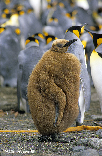 King Penguin - Downy Chick "Aptenodytes patagonicus"  photography by H&auml;lle Flygare