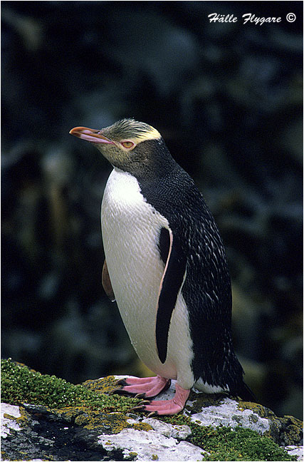 Yellow-eyed Penguin "Megadyptes antipodes"  photography by H&auml;lle Flygare