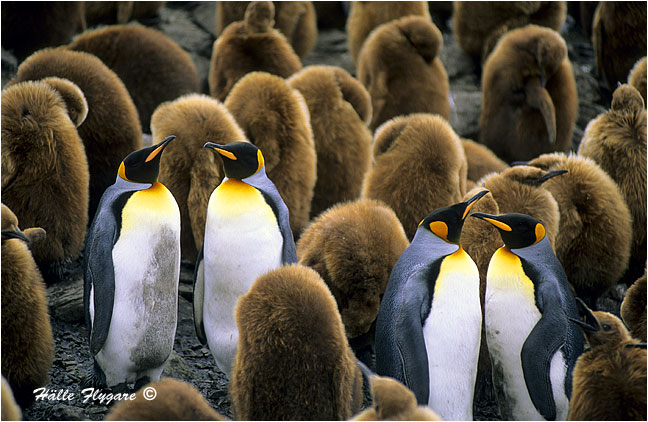 King Penguin and Downie Chicks "Aptenodytes patagonicus"  photography by H&auml;lle Flygare
