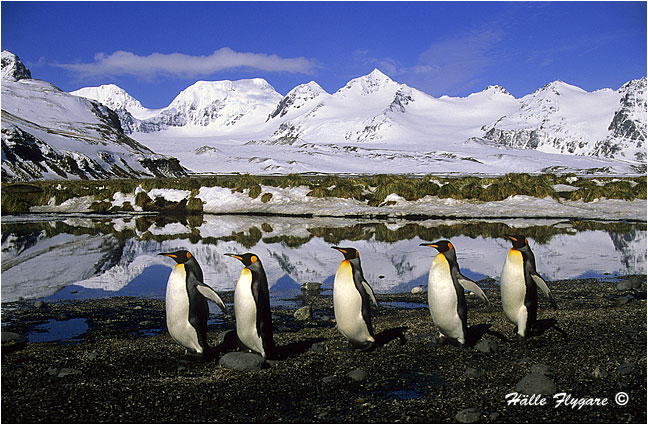 King Penguin "Aptenodytes patagonicus"  photography by H&auml;lle Flygare