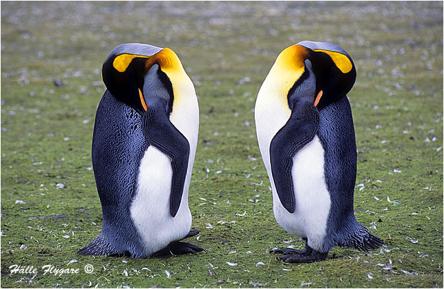 King Penguin "Aptenodytes patagonicus"  photography by H&auml;lle Flygare