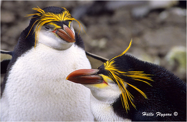 Royal Penguin - Nesting "Eudyptes schlegel"  photography by H&auml;lle Flygare