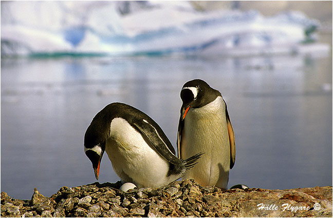 Gentoo Penguin - Nesting "Pygoscelis papua"  photography by H&auml;lle Flygare