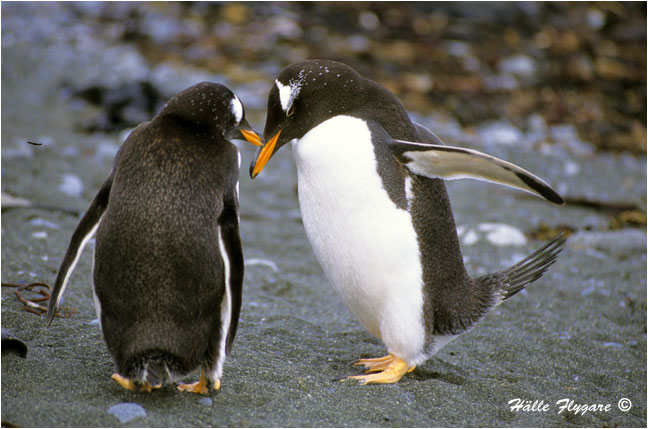 Gentoo Penguin - Displaying "Pygoscelis papua"  photography by H&auml;lle Flygare