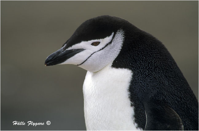 Chinstrap Penguin "Pygoscelis antarctica"  photography by H&auml;lle Flygare