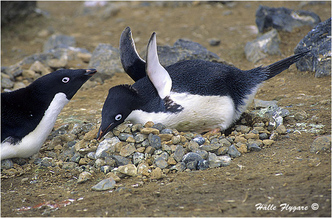 Adelie Penguin - Displaying "Pygoscelis adeliae"  photography by H&auml;lle Flygare