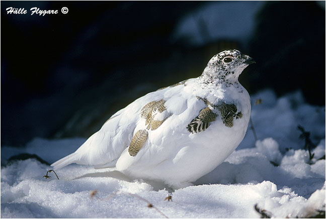 White-tailed Ptarmigan - Spring "Lagopus leucurus"  photography by H&auml;lle Flygare