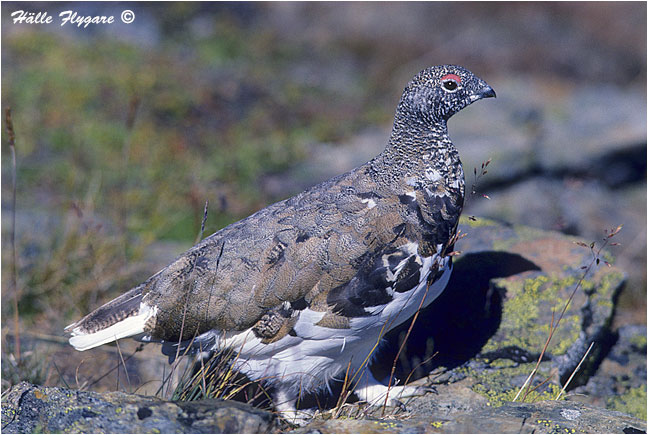 White-tailed Ptarmigan - Summer "Lagopus leucurus"  photography by H&auml;lle Flygare