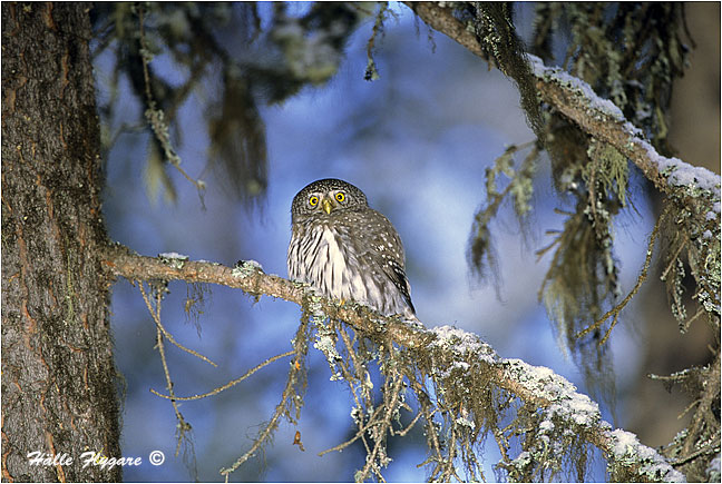 Northern Pygmy-Owl "Glaucidium gnoma"  photography by H&auml;lle Flygare