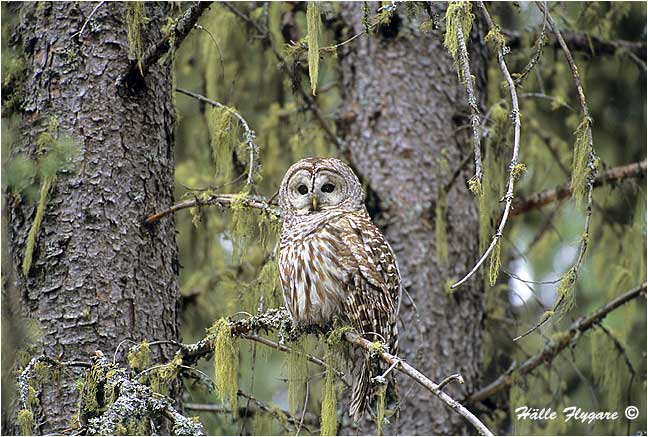 Barred Owl "Strix varia"  photography by H&auml;lle Flygare