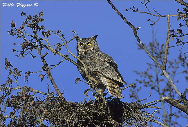 Great Horned Owl "Bubo virginianus"  photography by H&auml;lle Flygare