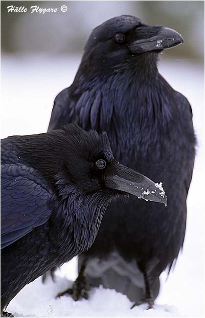 Common Raven - Female & Male "Corvus corax" photography by H&auml;lle Flygare