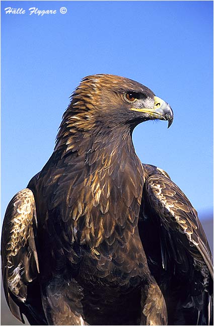Golden Eagle "Aquila chrysaetos"  photography by H&auml;lle Flygare