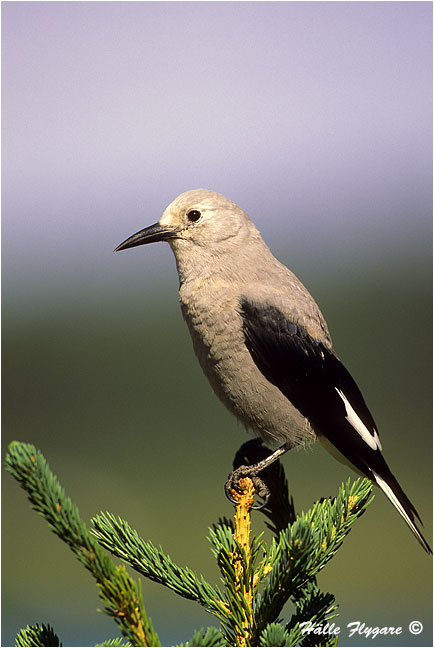 Clark's Nutcracker "Nucifraga columbiana"  photography by H&auml;lle Flygare