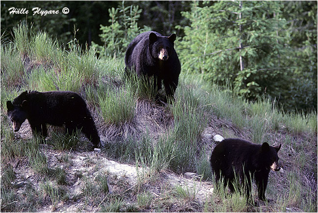Black Bear with Cubs "Ursus americanus"  photography by H&auml;lle Flygare