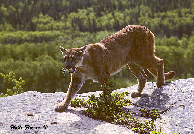Cougar "Felis concolor" photography by H&auml;lle Flygare