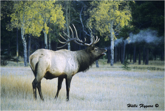 Bull Elk "Cervus elaphus" photography by H&auml;lle Flygare