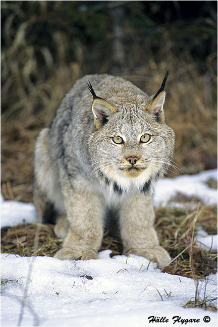 Canada Lynx "Lynx canadensis"  photography by H&auml;lle Flygare