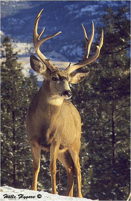 Mule Deer Buck "Odocoileus hemionus" photography by H&auml;lle Flygare
