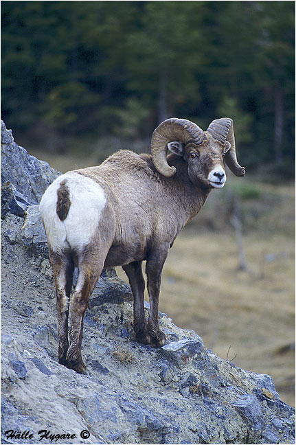 Bighorn Sheep Ram "Ovis canadensis" photography by H&auml;lle Flygare