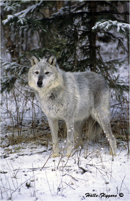 Gray Wolf "Canis lupus"  photography by H&auml;lle Flygare