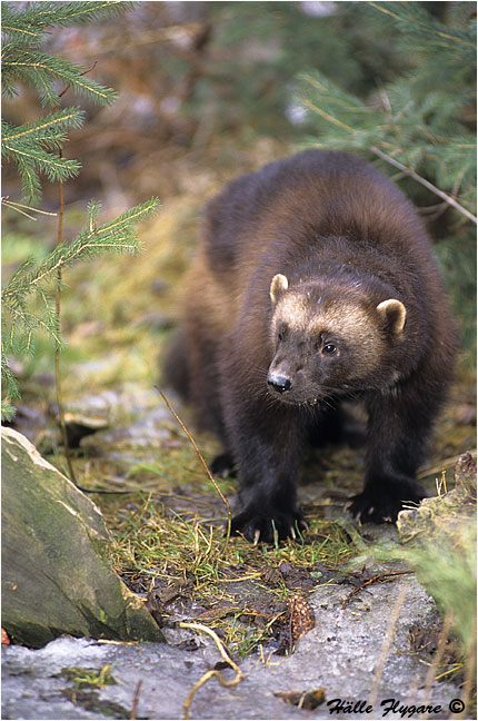 Wolverine Male "Gulo gulo"  photography by H&auml;lle Flygare
