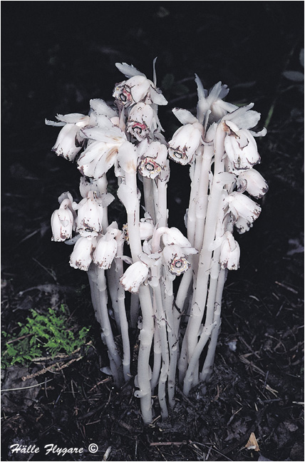 Indian-Pipe (Monotropa uniflora)  photography by H&auml;lle Flygare