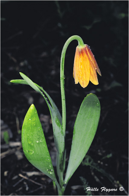 Yellowbell (Fritillaria pudica)  photography by H&auml;lle Flygare