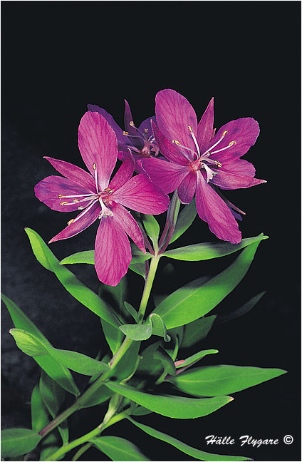 Mountain Fireweed (Epilobium latifolium)  photography by H&auml;lle Flygare