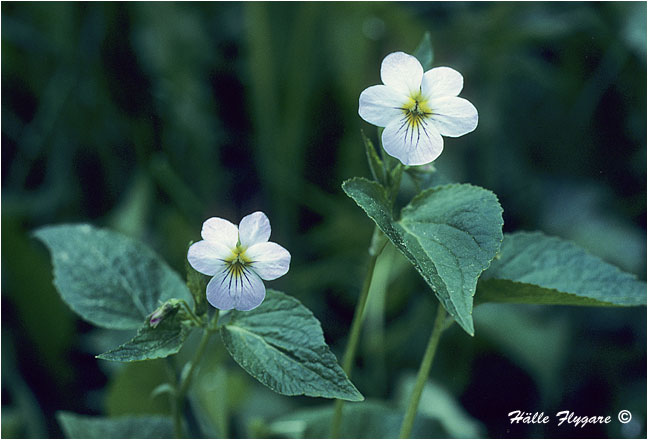 Western Canada Violet (Viola Rugulosa)  photography by H&auml;lle Flygare