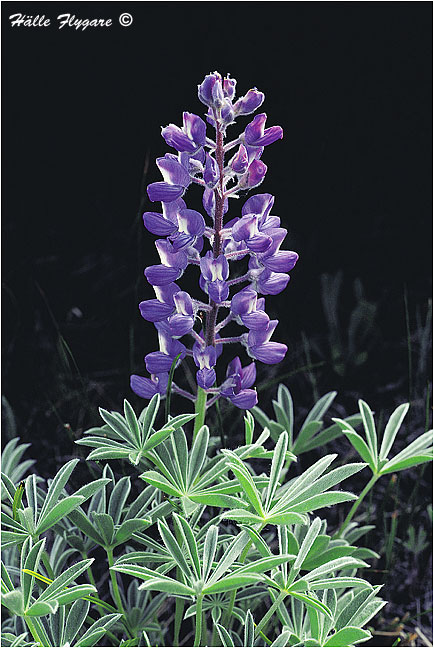 Western Canada Violet (Viola Rugulosa) photography by H&auml;lle Flygare