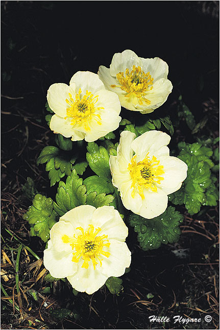 White Globe Flower ( Trollius albiflorus) photography by H&auml;lle Flygare
