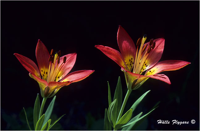 Western Wood Lily (Lilium philadelphicum)  photography by H&auml;lle Flygare