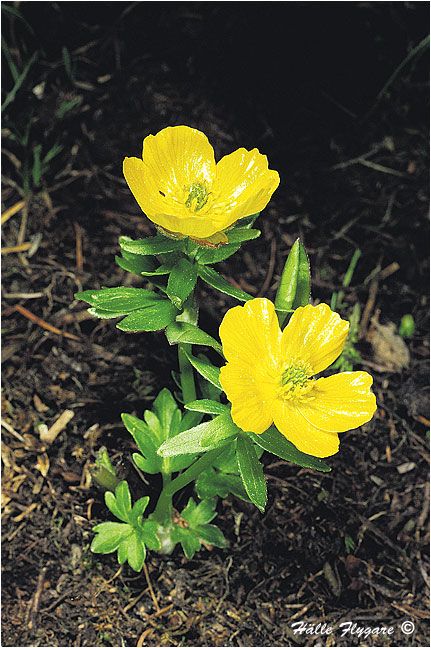 Alpine Buttercup (Ranunculus eschscholtzii)  photography by H&auml;lle Flygare