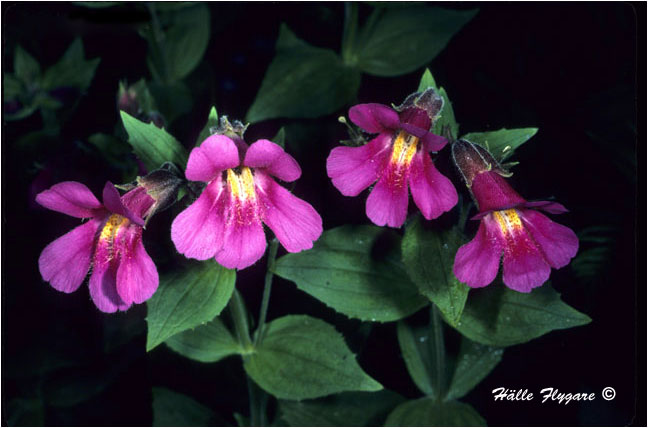 Red Monkey Flower (Mimulus Lewisii) photography by Halle Flygare