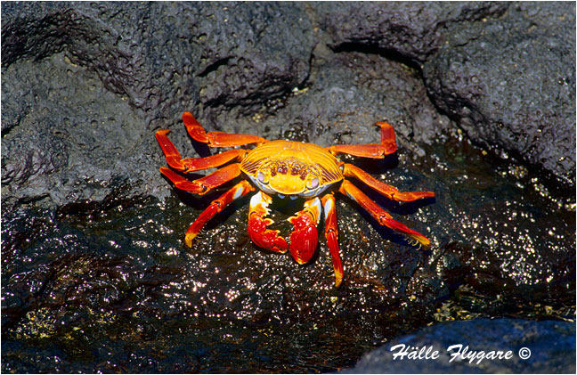 Sally Lightfoot Crab "Grapsus grapsus" by Halle Flygare &copy;