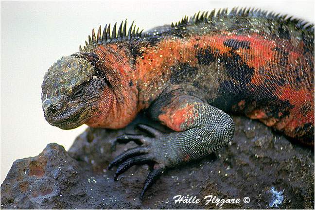 Marine Iguana "Amblyrhynchus cristatus" by Halle Flygare &copy;