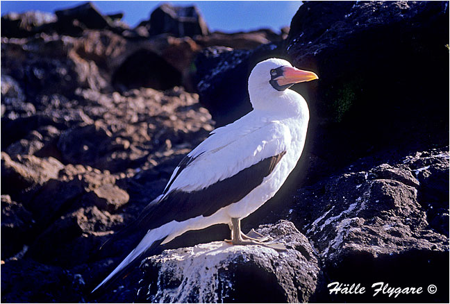 Masked Booby "Sula dactylatra" by Halle Flygare &copy;