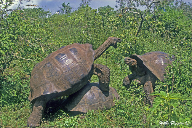 Giant Tortoise "Geochelone elephantopus" by Halle Flygare &copy;