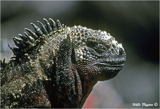 Marine Iguana "Amblyrhynchus cristatus" by Halle Flygare &copy;