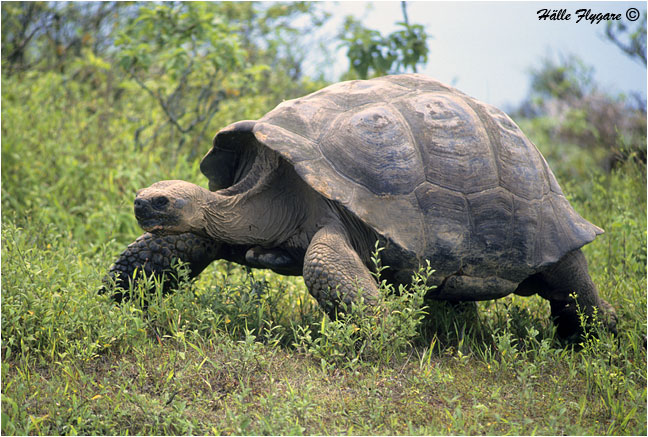 Giant Tortoise "Geochelone elephantopus"by Halle Flygare &copy;